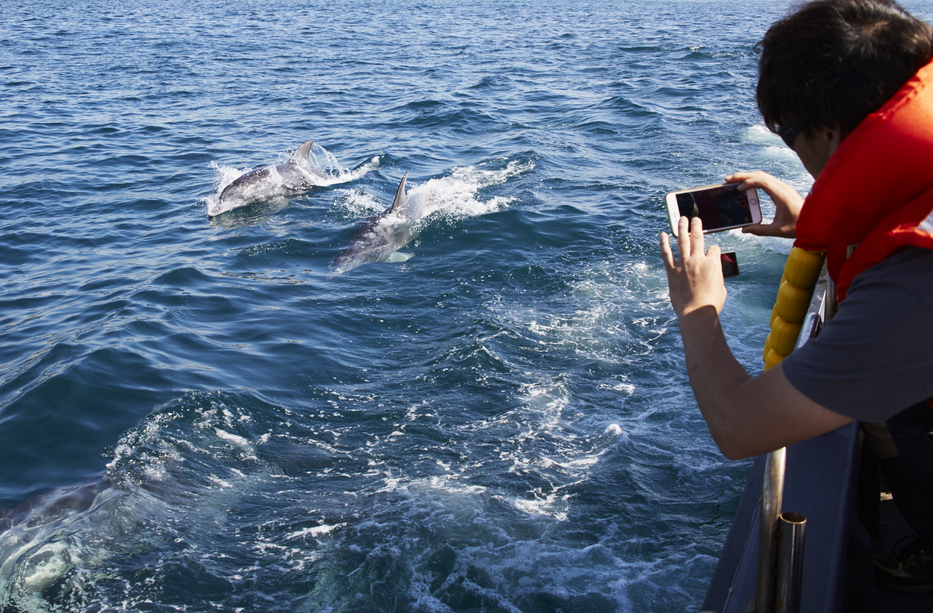 (사진2) 제주 야생돌고래 탐사.jpg