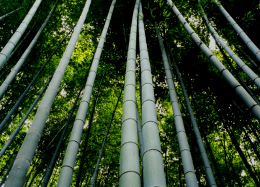 대나무숲.jpg